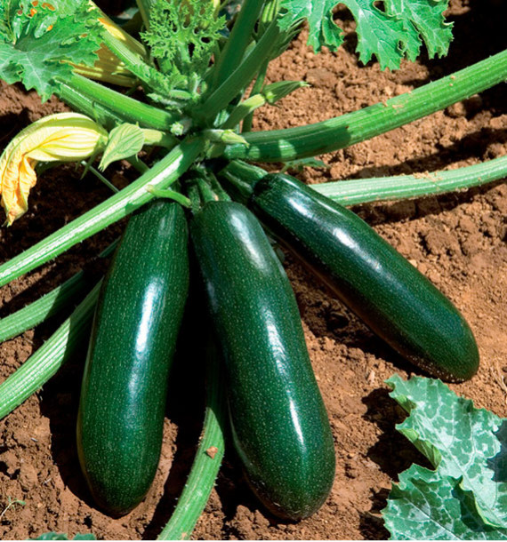 COURGETTE ASTIA F1
