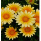 GAZANIA F1 ZANY SUNNY SIDE UP