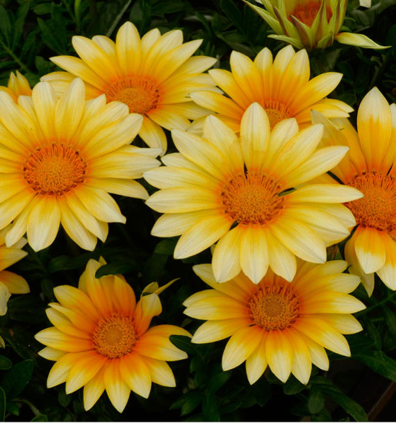 GAZANIA F1 ZANY SUNNY SIDE UP