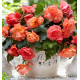 BEGONIA CASCADE ODOROSA SWEET PINK