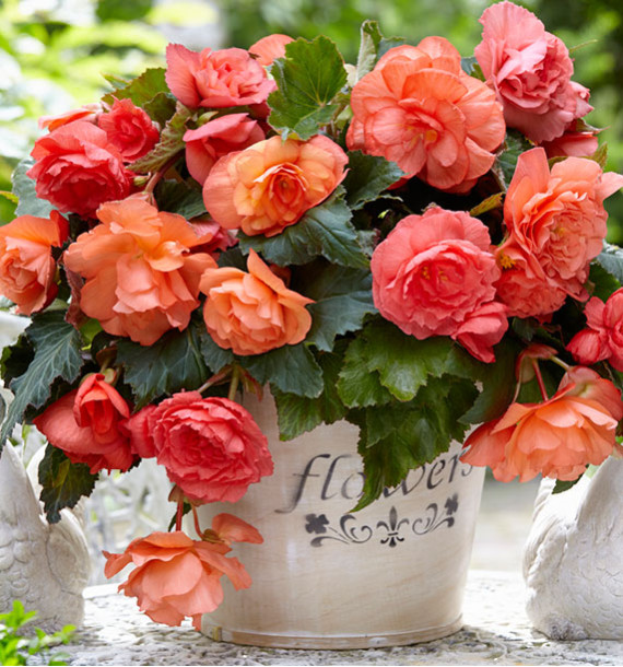 BEGONIA CASCADE ODOROSA SWEET PINK
