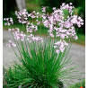 TULBAGHIA VIOLACEA ASHANTI