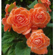 BEGONIA AMERIHYBRID® LACE APRICOT