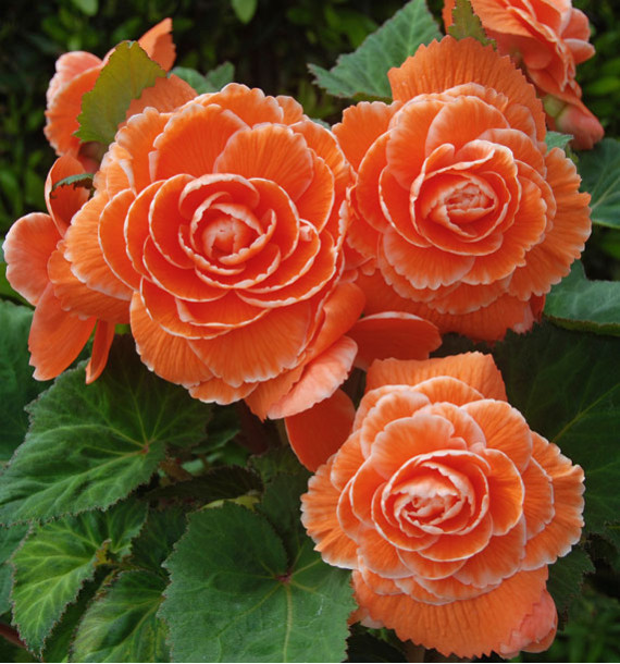 BEGONIA AMERIHYBRID® LACE APRICOT