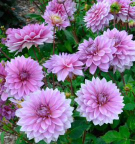 DAHLIA NAIN DOUBLE MAINAU ROMANCE