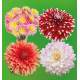 CB 4 DAHLIAS DECORATIFS (1 BEL AMOUR + 1 DAVOS + 1 CHÂTEAU D'URVILLE + 1 CRAZY LOVE)