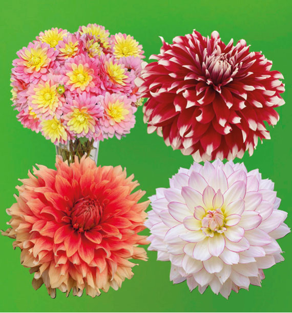 CB 4 DAHLIAS DECORATIFS (1 BEL AMOUR + 1 DAVOS + 1 CHÂTEAU D'URVILLE + 1 CRAZY LOVE)