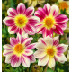 DAHLIA NAIN SIMPLE ANGERS SUPERNATURE