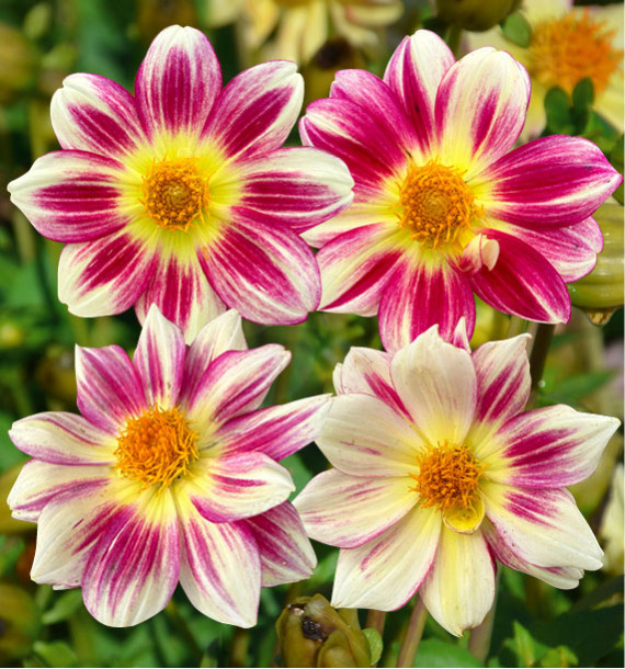 DAHLIA NAIN SIMPLE ANGERS SUPERNATURE