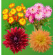 CB 4 DAHLIAS CACTUS (1 BRIDGE VIEW ALOHA + 1 HAYLEY JANE + 1 NABILLA VIBRATION + 1 ÉTÉ INDIEN )