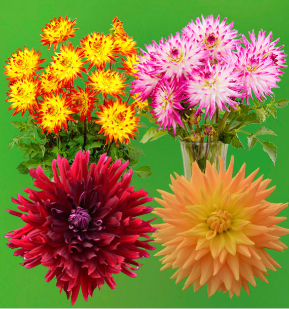 CB 4 DAHLIAS CACTUS (1 BRIDGE VIEW ALOHA + 1 HAYLEY JANE + 1 NABILLA VIBRATION + 1 ÉTÉ INDIEN )