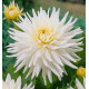 DAHLIA CACTUS MY LOVE