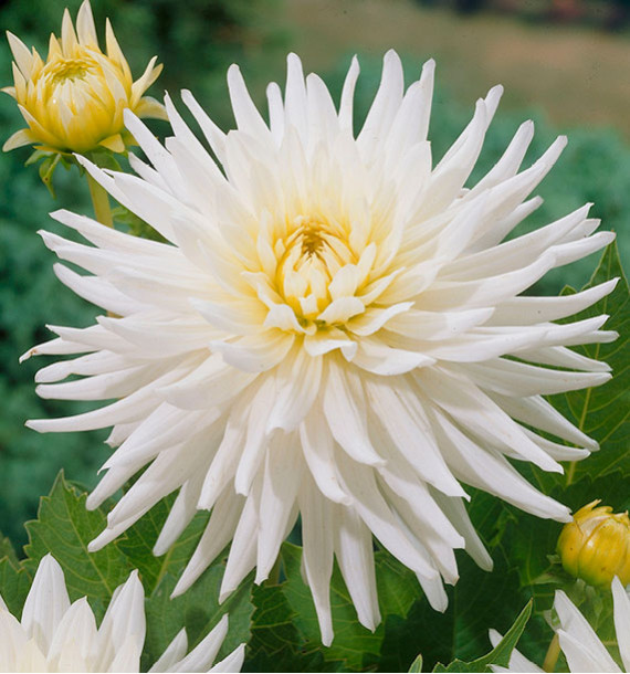 DAHLIA CACTUS MY LOVE