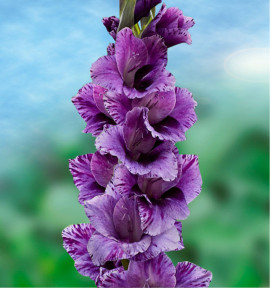 GLAIEUL GEANT IGUAZU