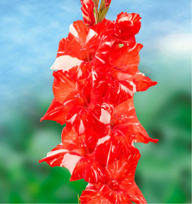 GLAIEUL GEANT KOI PURSUIT