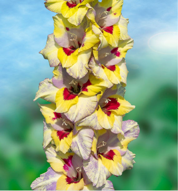 GLAIEUL GEANT ORACLE