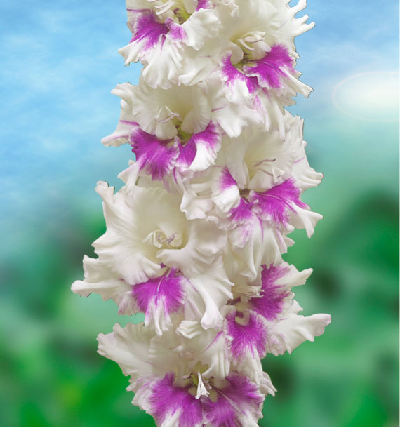 GLAIEUL GEANT VIOLET HEART