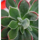 ECHEVERIA DEVOTION