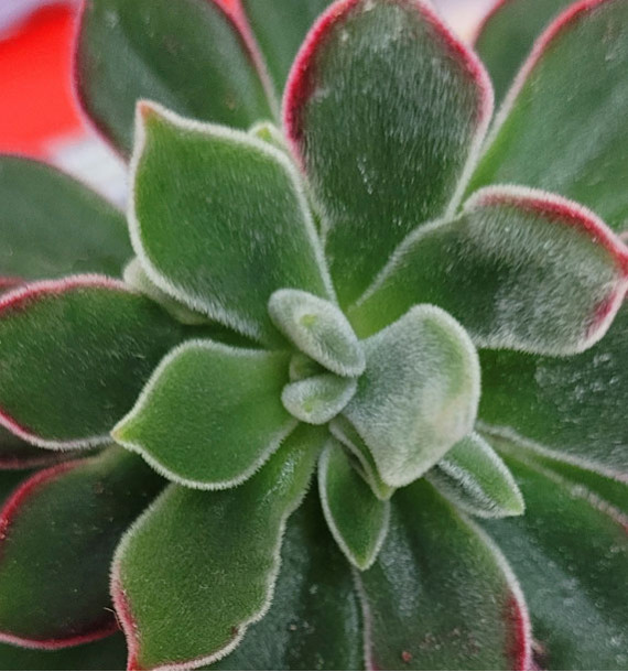 ECHEVERIA DEVOTION