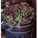 ECHEVERIA DEVOTION
