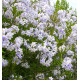 SOLANUM JASMINOIDES