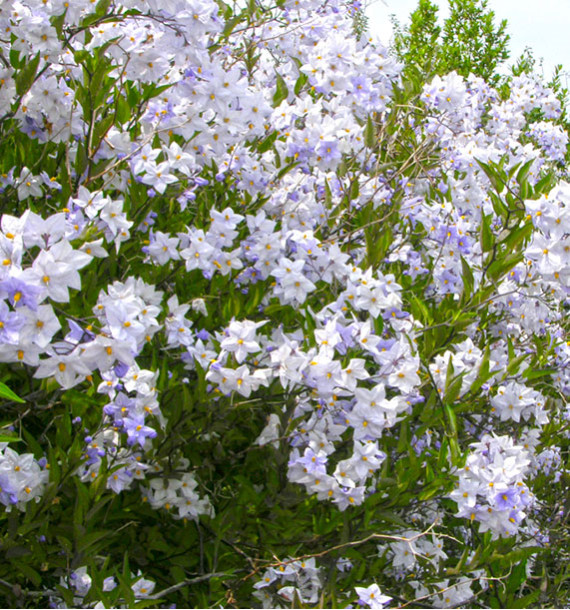 SOLANUM JASMINOIDES
