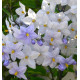 SOLANUM JASMINOIDES