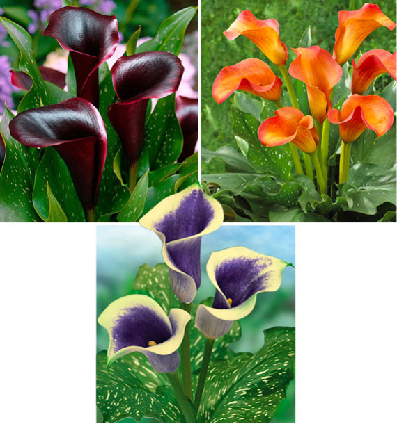 COLIBRIANT 3 CALLAS : 1 CANTOR + 1 PICASSO + 1 CALLISTA