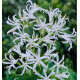 NERINE BOWDENII BLANCHE