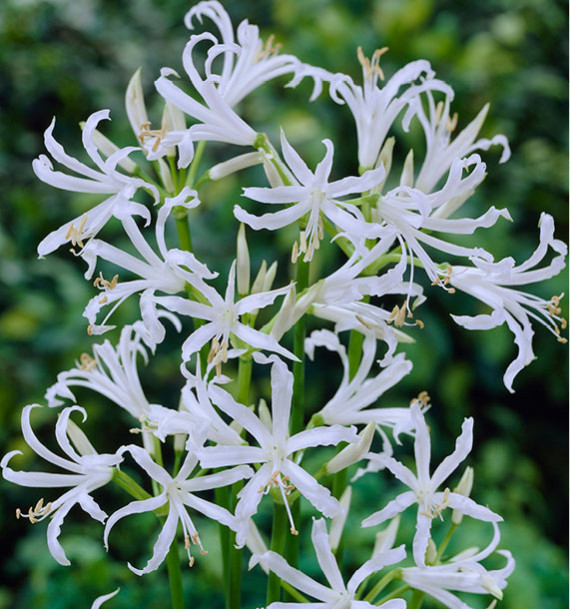 NERINE BOWDENII BLANCHE