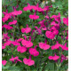 SALVIA MICROPHYLLA CERA POTOSI