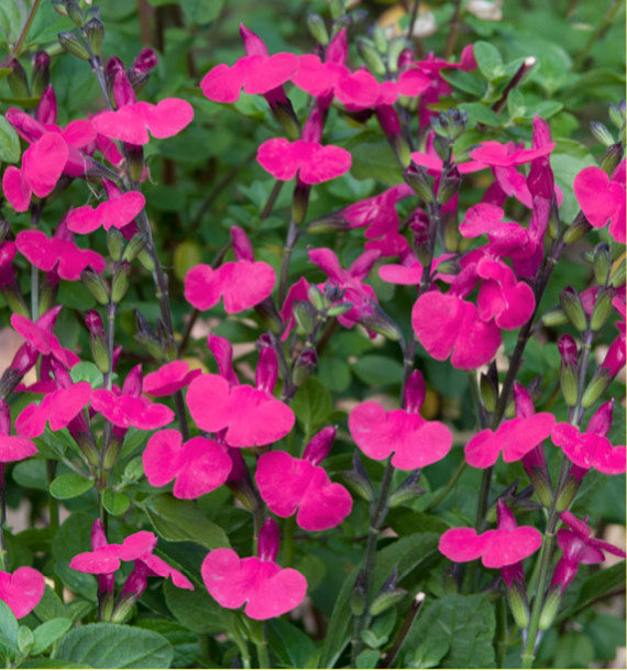 SALVIA MICROPHYLLA CERA POTOSI