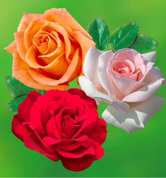 COLIBRIANT 3 ROSIERS : 1 DORIS TYSTERMAN + 1 PRINCE JARDINIER + 1 CYGNE NOIR