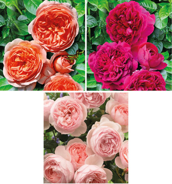 COLIBRIANT 3 ROSIERS ANGLAIS : 1 ABRAHAM DARBY + 1 WILLIAM SHAKESPEARE + 1 HERITAGE