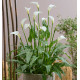 ARUM ‘SCENTED LADY’
