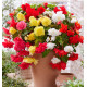 BEGONIAS CASCADES AUX COULEURS VIVES