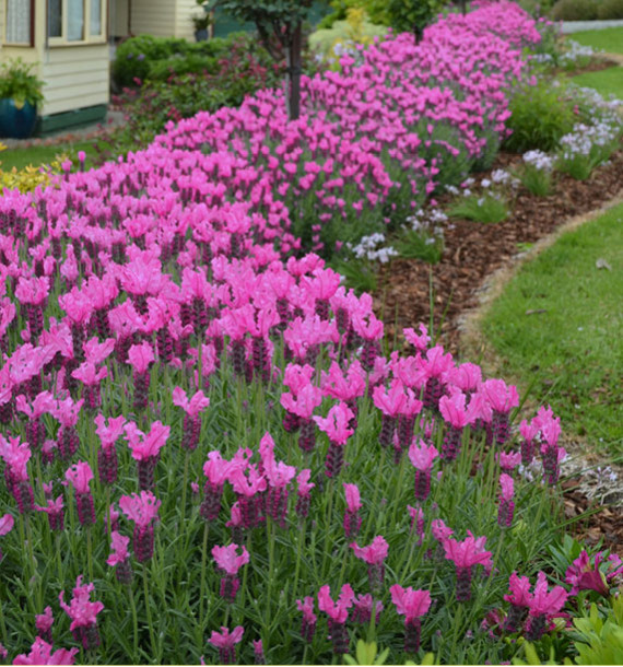 LAVANDE PAPILLON ROSE THE PRINCESS LAVENDER®