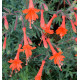 ZAUSCHNERIA CALIFORNICA