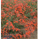 ZAUSCHNERIA CALIFORNICA