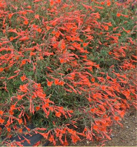 ZAUSCHNERIA CALIFORNICA