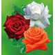 COLIBRIANT 3 ROSIERS : 1 ANNAPURNA + 1 MILDRED SCHEEL + 1 KANEGEM