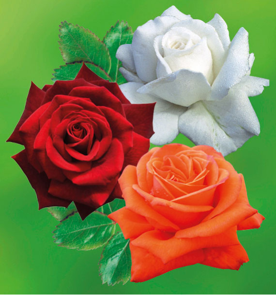 COLIBRIANT 3 ROSIERS : 1 ANNAPURNA + 1 MILDRED SCHEEL + 1 KANEGEM
