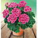 GERANIUM ZONALE TREND VERA PINK EYE