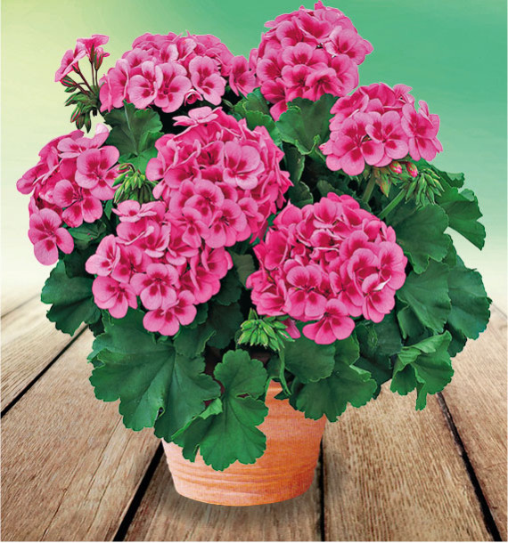GERANIUM ZONALE TREND VERA PINK EYE
