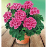 GERANIUM ZONALE TREND VERA PINK EYE
