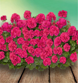 GERANIUM LIERRE DOUBLE MEDIO RITA
