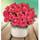 PÉTUNIA SURPRISE SPARKLING® RED