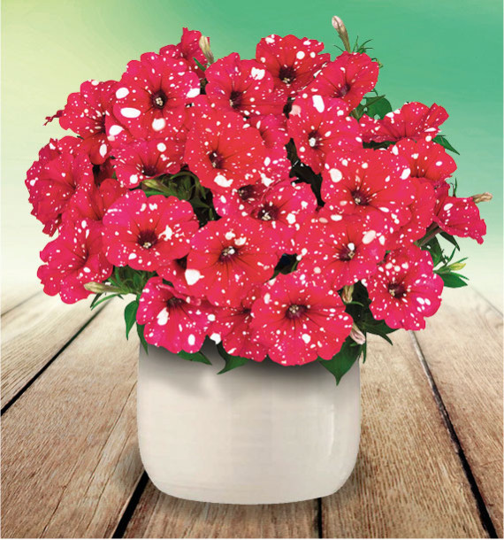 PÉTUNIA SURPRISE SPARKLING® RED
