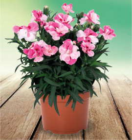 ŒILLET PINK AND PROUD®