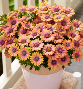 OSTEOSPERMUM SERENITY® PINK EYED BEAUTY